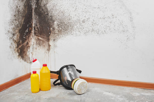 Best Post-Flood Mold Remediation in East Freehold, NJ