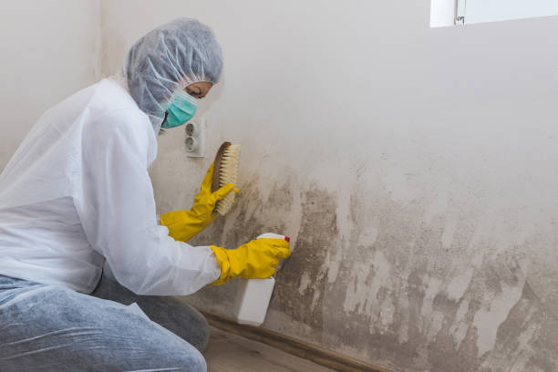 Best Mold Remediation for Specific Building Types in East Freehold, NJ